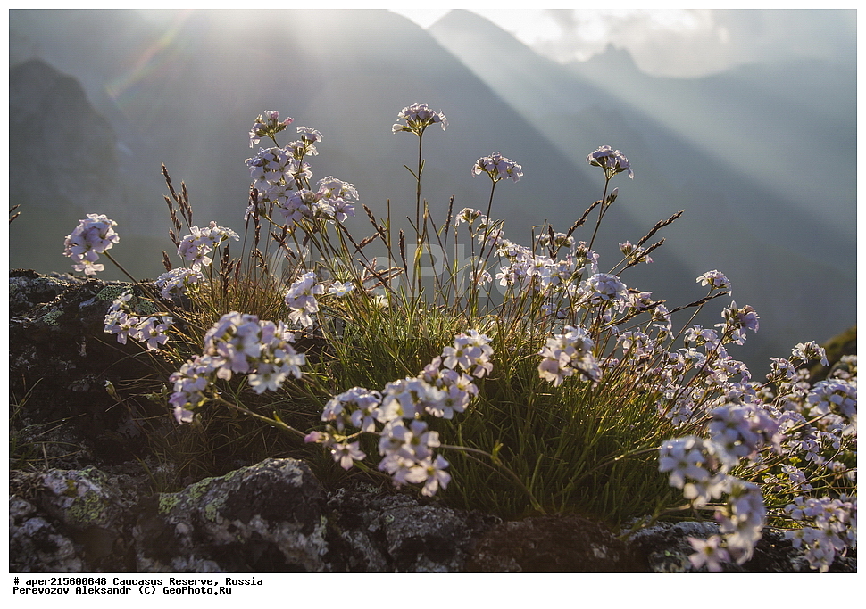 ������������� ����, ���������� ������, ���������-���������� ����������, ������, ���, ������, �������� ������, ���������� ��������������� ����������, ���������� ��������������� ��������� ���������� ���������� ����� �. �. �����������, ������ ��������, �����, ���������� ��������, ������������ ��������, ������������ ��������, ������, �����, XYZ, �����������, ����������, Caryophyllaceae, ����� ������������, ����� �����������, Gypsophila tenuifolia, ������, �����, ������, ������, ���������� ����������