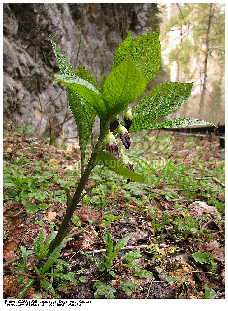 ������������� ����, ���������� ������, ���������-���������� ����������, ������, ���, ������, �������� ������, ���������� ��������������� ����������, ���������� ��������������� ��������� ���������� ���������� ����� �. �. �����������, ������ ��������, �����, ���������� ��������, ������������ ��������, ������������ ��������, ������, �����, XYZ, ����������, ���������, Solanaceae, �������� ����������, �������� �������������, Scopolia caucasica, ������, �����, ������, ������, ���������� ����������