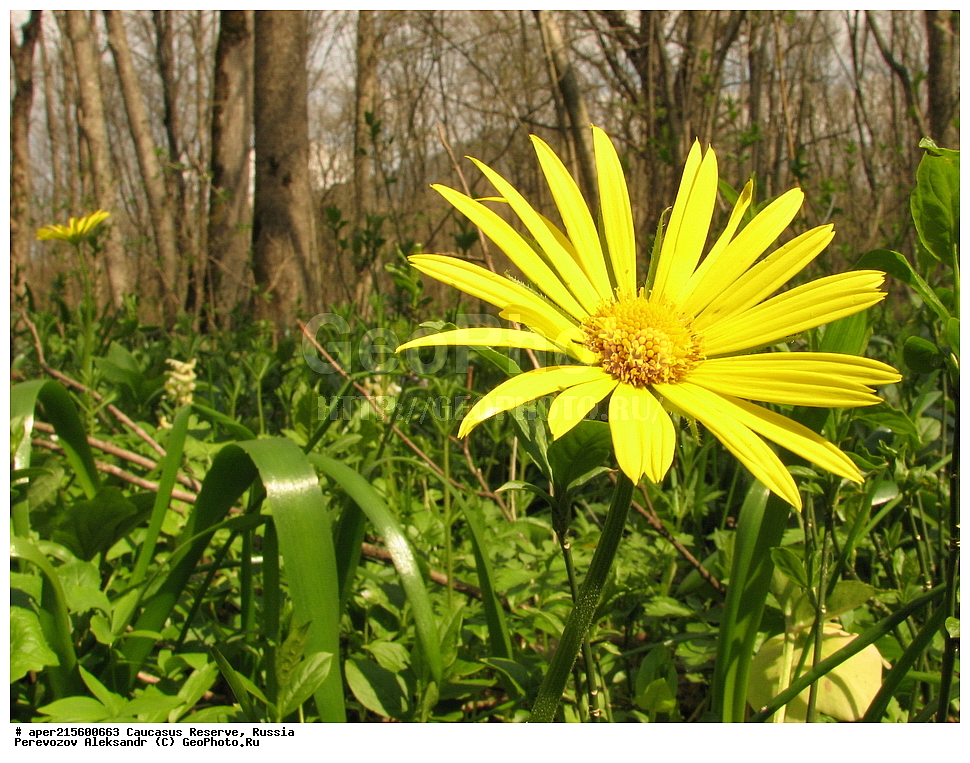 ������������� ����, ���������� ������, ���������-���������� ����������, ������, ���, ������, �������� ������, ���������� ��������������� ����������, ���������� ��������������� ��������� ���������� ���������� ����� �. �. �����������, ������ ��������, �����, ���������� ��������, ������������ ��������, ������������ ��������, ������, �����, XYZ, ��������, �������������, Asteraceae, Compositae, ��������� ���������, ��������� �����������, ��������� ����������, ��������� ���������, Doronicum orientale, Doronicum caucasicum, ������, �����, ������, ������, ���������� ����������