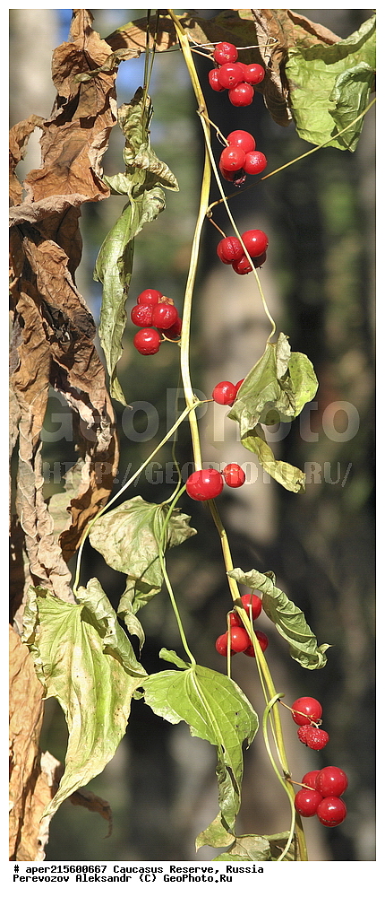 ������������� ����, ���������� ������, ���������-���������� ����������, ������, ���, ������, �������� ������, ���������� ��������������� ����������, ���������� ��������������� ��������� ���������� ���������� ����� �. �. �����������, ������ ��������, �����, ���������� ��������, ������������ ��������, ������������ ��������, ������, �����, XYZ, ������������, Dioscoreaceae, ����� ������������, ������ ������, �������, �������, ��������, �������� ������, ��������, ������� ������, Tamus communis, Dioscorea communis, ������, �����, ������, ������, ���������� ����������