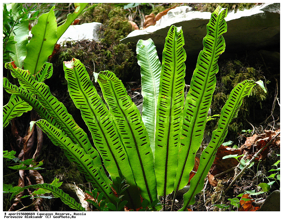 ������������� ����, ���������� ������, ���������-���������� ����������, ������, ���, ������, �������� ������, ���������� ��������������� ����������, ���������� ��������������� ��������� ���������� ���������� ����� �. �. �����������, ������ ��������, �����, ���������� ��������, ������������ ��������, ������������ ��������, XYZ, �����������, Aspleniaceae, ��������� ��������������, ������ ����, Phyllitis scolopendrium, Asplenium scolopendrium, ������, �����, ������, ������, ���������� ����������