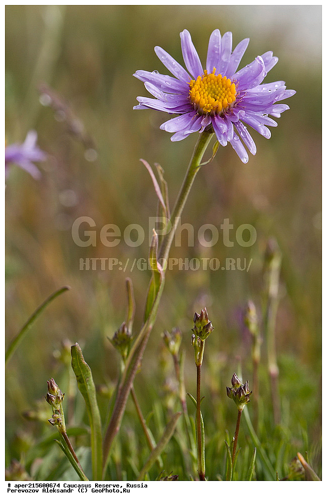 ������������� ����, ���������� ������, ���������-���������� ����������, ������, ���, ������, �������� ������, ���������� ��������������� ����������, ���������� ��������������� ��������� ���������� ���������� ����� �. �. �����������, ������ ��������, �����, ���������� ��������, ������������ ��������, ������������ ��������, ������, �����, XYZ, ��������, �������������, Asteraceae, Compositae, ����� ����������, ����� �����������, ����� ������, Aster alpinus, Aster fallax, Aster hispanicus, Aster korshinskyi, ������, �����, ������, ������, ���������� ����������