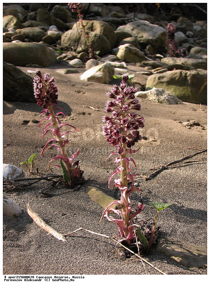 ������������� ����, ���������� ������, ���������-���������� ����������, ������, ���, ������, �������� ������, ���������� ��������������� ����������, ���������� ��������������� ��������� ���������� ���������� ����� �. �. �����������, ������ ��������, �����, ���������� ��������, ������������ ��������, ������������ ��������, ������, �����, XYZ, ��������, �������������, Asteraceae, Compositae, ������������ ���������, Petasites hybridus, ������, �����, ������, ������, ���������� ����������