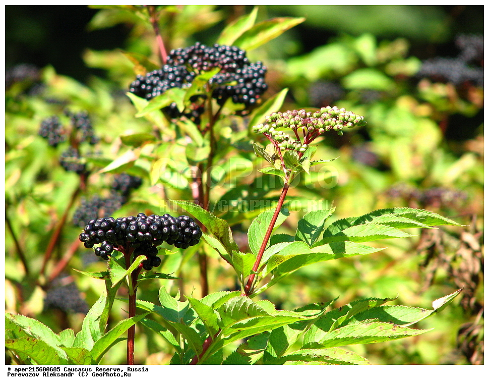 ������������� ����, ���������� ������, ���������-���������� ����������, ������, ���, ������, �������� ������, ���������� ��������������� ����������, ���������� ��������������� ��������� ���������� ���������� ����� �. �. �����������, ������ ��������, �����, ���������� ��������, ������������ ��������, ������������ ��������, ����, �����, �����, �����, XYZ, ���������, ��������, ���������, Sambucaceae, Adoxaceae, ������ �����������, ������ �������, ������ ����������, ������ �����������, ������ �����������, ������ ��������, ������ �����������, ������ ����������, ������, Sambucus ebulus, Ebulum humile, Sambucus herbacea, Sambucus humilis, ������, �����, ������, ������, ���������� ����������