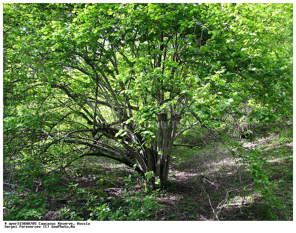 ������������� ����, ���������� ������, ���������-���������� ����������, ������, ���, ������, �������� ������, ���������� ��������������� ����������, ���������� ��������������� ��������� ���������� ���������� ����� �. �. �����������, ������ ��������, �����, ���������� ��������, ������������ ��������, ������������ ��������, ������, �����, XYZ, ��������, Betulaceae, ������, Corylus sp., ����, ������, �����, ������, ������, ���������� ����������