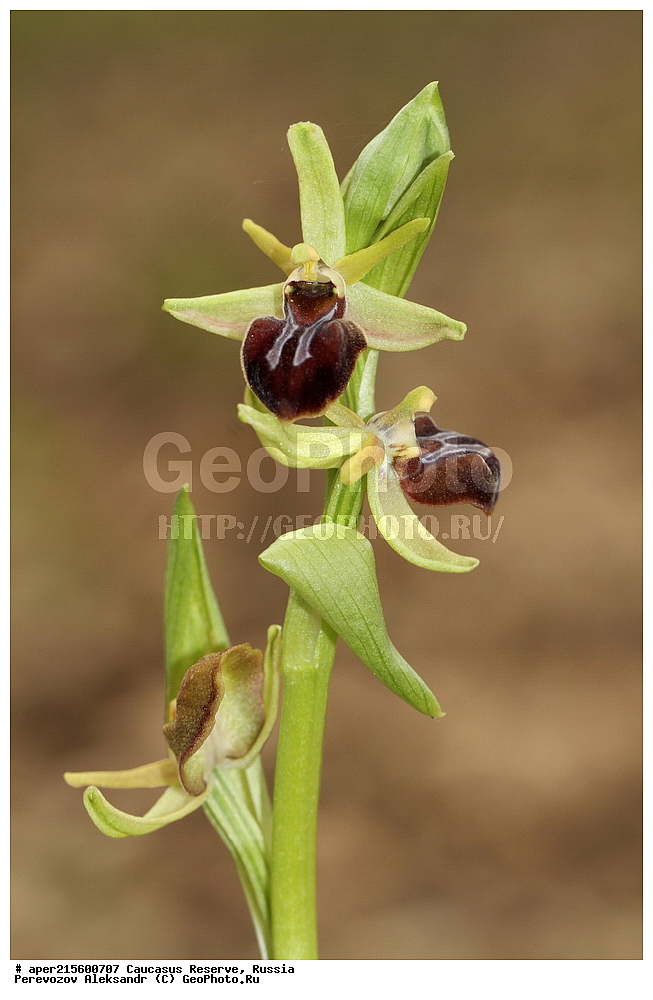 ������������� ����, ���������� ������, ���������-���������� ����������, ������, ���, ������, �������� ������, ���������� ��������������� ����������, ���������� ��������������� ��������� ���������� ���������� ����� �. �. �����������, ������ ��������, �����, ���������� ��������, ������������ ��������, ������������ ��������, ������, �����, XYZ, ��������, ������������, �������, Orchidaceae, ����� ��������, Ophrys mammosa ssp. taurica, Ophrys sphegodes ssp. taurica, Ophrys taurica, ������, �����, ������, ������, ���������� ����������