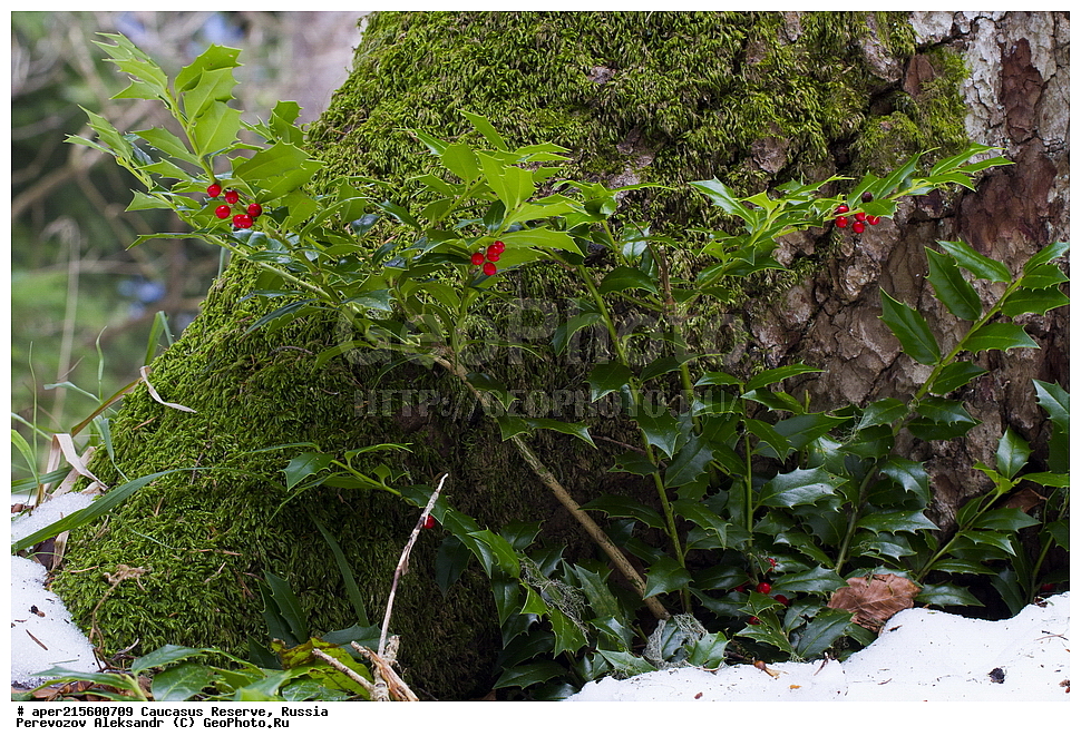 ������������� ����, ���������� ������, ���������-���������� ����������, ������, ���, ������, �������� ������, ���������� ��������������� ����������, ���������� ��������������� ��������� ���������� ���������� ����� �. �. �����������, ������ ��������, �����, ���������� ��������, ������������ ��������, ������������ ��������, ����, �����, �����, �����, XYZ, ���������, Aquifoliaceae, ����� ����������, ��������� ����������, Ilex colchica, �����, ������, �����, ������, ������, ���������� ����������