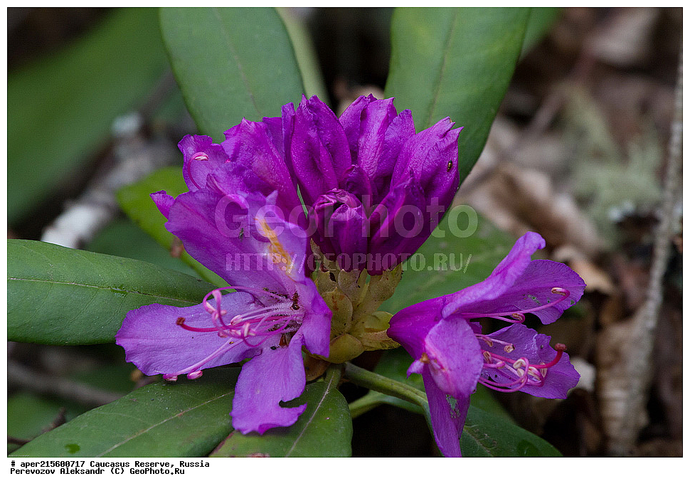 ������������� ����, ���������� ������, ���������-���������� ����������, ������, ���, ������, �������� ������, ���������� ��������������� ����������, ���������� ��������������� ��������� ���������� ���������� ����� �. �. �����������, ������ ��������, �����, ���������� ��������, ������������ ��������, ������������ ��������, ������, �����, XYZ, ����������, Ericaceae, ����������� ����������, Rhododendron ponticum, �����, ������, �����, ������, ������, ���������� ����������, ���������, ����������, ������������ ��������, ������������ ��������, ������������, ������������ �����������, �����������, ������������, ���������, �����, ����������