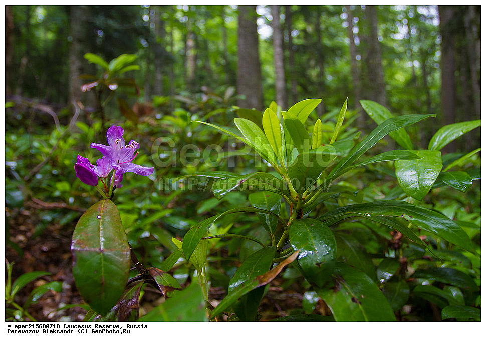 ������������� ����, ���������� ������, ���������-���������� ����������, ������, ���, ������, �������� ������, ���������� ��������������� ����������, ���������� ��������������� ��������� ���������� ���������� ����� �. �. �����������, ������ ��������, �����, ���������� ��������, ������������ ��������, ������������ ��������, ������, �����, XYZ, ����������, Ericaceae, ����������� ����������, Rhododendron ponticum, �����, ������, �����, ������, ������, ���������� ����������, ���������, ����������, ������������ ��������, ������������ ��������, ������������, ������������ �����������, �����������, ������������, ���������, �����, ����������