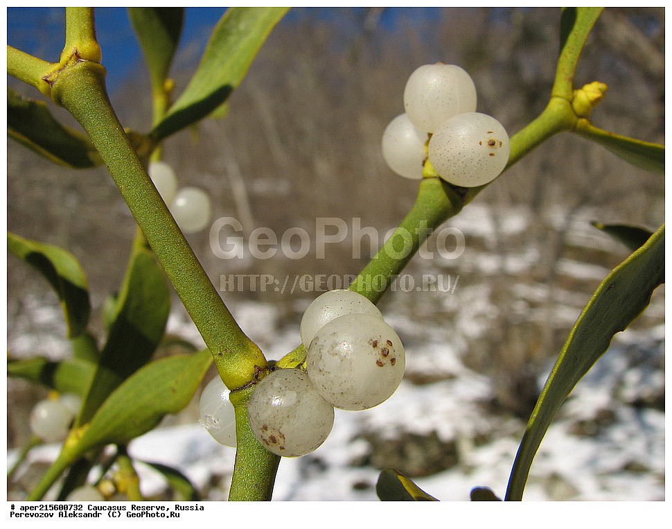 ������������� ����, ���������� ������, ���������-���������� ����������, ������, ���, ������, �������� ������, ���������� ��������������� ����������, ���������� ��������������� ��������� ���������� ���������� ����� �. �. �����������, ������ ��������, �����, ���������� ��������, ������������ ��������, ������������ ��������, ����, �����, �����, �����, XYZ, ��������, ����������, Viscaceae, Santalaceae, ����� �����, Viscum album, ������, �����, ������, ������, ���������� ����������