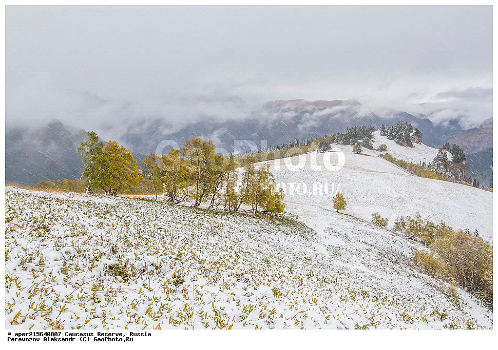  ������������� ����, ���������� ������, ���������-���������� ����������, ������, ���, ������, �������� ������, ���������� ��������������� ����������, ���������� ��������������� ��������� ���������� ���������� ����� �. �. �����������, ��������, �����