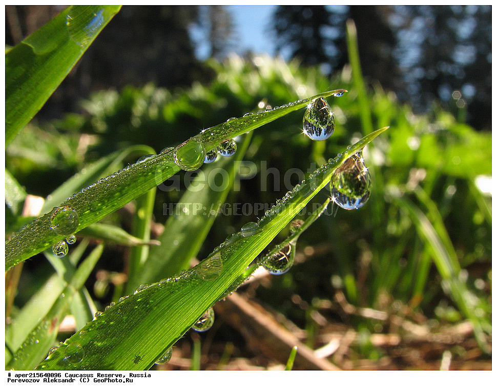 ������������� ����, ���������� ������, ���������-���������� ����������, ������, ���, ������, �������� ������, ���������� ��������������� ����������, ���������� ��������������� ��������� ���������� ���������� ����� �. �. �����������, �����, ����