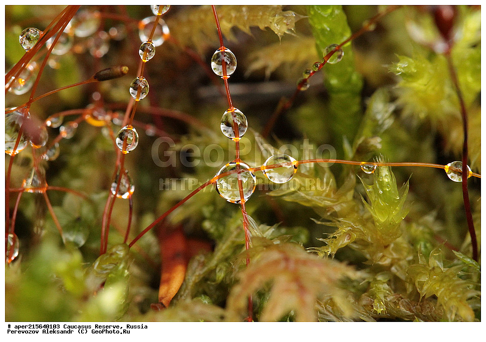 ������������� ����, ���������� ������, ���������-���������� ����������, ������, ���, ������, �������� ������, ���������� ��������������� ����������, ���������� ��������������� ��������� ���������� ���������� ����� �. �. �����������, �����, ����