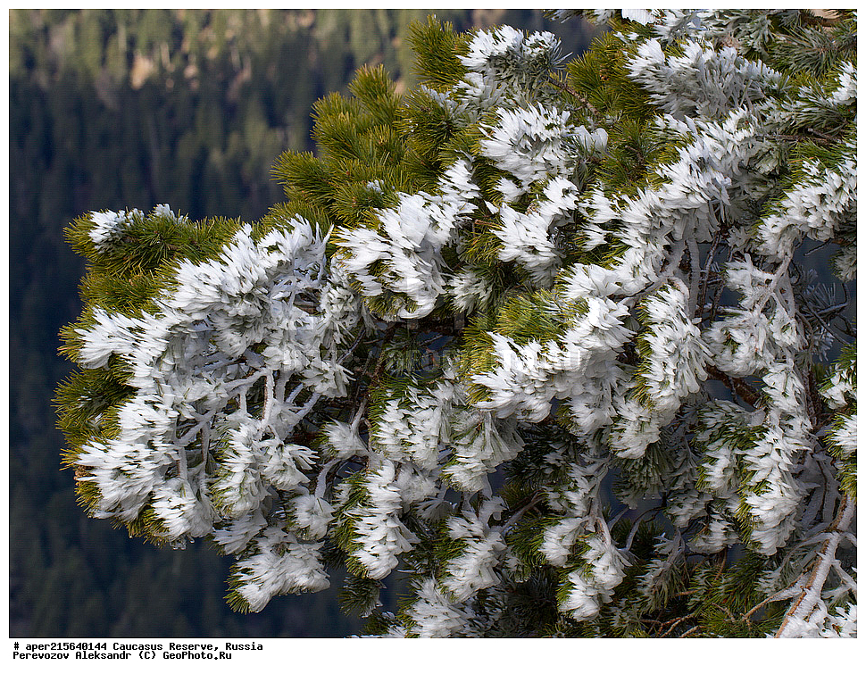 ������������� ����, ���������� ������, ���������-���������� ����������, ������, ���, ������, �������� ������, ���������� ��������������� ����������, ���������� ��������������� ��������� ���������� ���������� ����� �. �. �����������, ����, �����