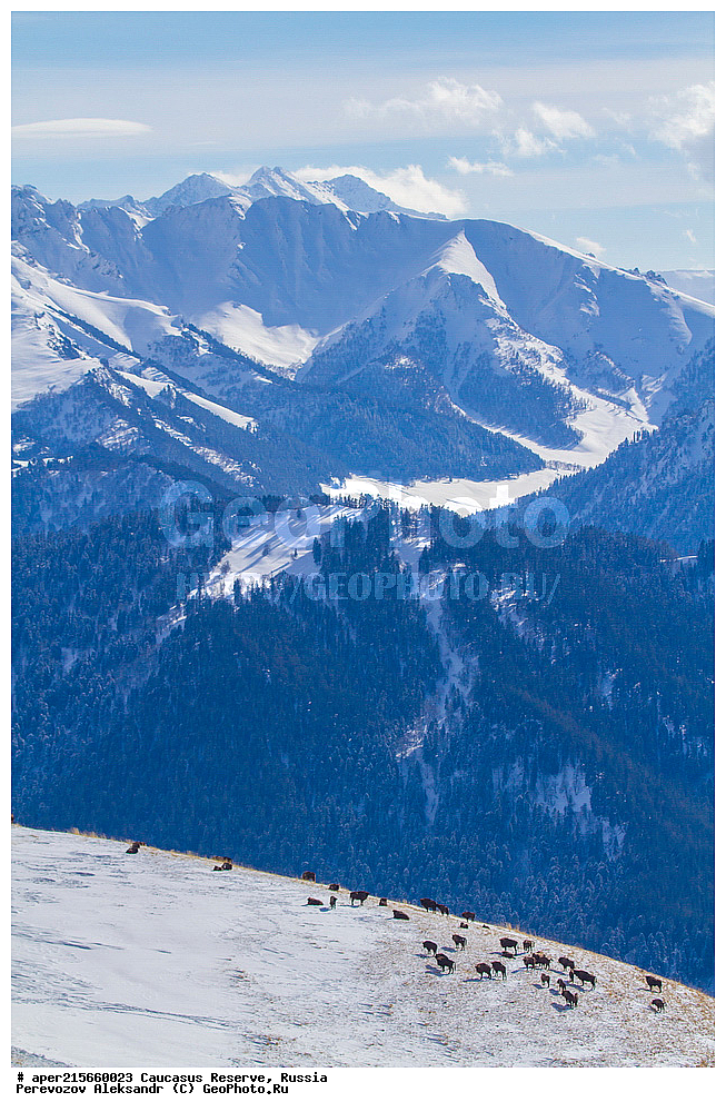 ������������� ����, ���������� ������, ���������-���������� ����������, ������, ���, ������, �������� ������, ���������� ��������������� ����������, ���������� ��������������� ��������� ���������� ���������� ����� �. �. �����������, ���������� ������, ��������, ��������, �������������, �������������, �����, �����, XYZ, ���������, Bovidae, ����, ����������� ����, Bison bonasus, ������, ����, ���� � ���������, ������