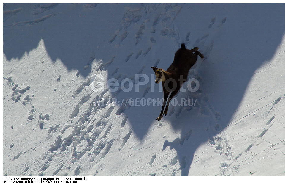 ������������� ����, ���������� ������, ���������-���������� ����������, ������, ���, ������, �������� ������, ���������� ��������������� ����������, ���������� ��������������� ��������� ���������� ���������� ����� �. �. �����������, ��������� ������, ��������, ��������, �������������, �������������, �����, �����, XYZ, ���������, Bovidae, ���������� �����, Rupicapra rupicapra caucasica, �����, ׸���� ����, ������ �����, Rupicapra rupicapra, ������, ����, ������