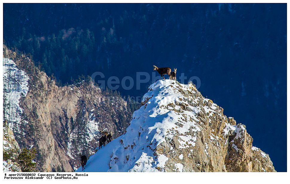 ������������� ����, ���������� ������, ���������-���������� ����������, ������, ���, ������, �������� ������, ���������� ��������������� ����������, ���������� ��������������� ��������� ���������� ���������� ����� �. �. �����������, ��������� ������, ��������, ��������, �������������, �������������, �����, �����, XYZ, ���������, Bovidae, ���������� �����, Rupicapra rupicapra caucasica, �����, ׸���� ����, ������ �����, Rupicapra rupicapra, ������, ����, ������