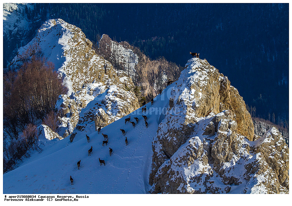 ������������� ����, ���������� ������, ���������-���������� ����������, ������, ���, ������, �������� ������, ���������� ��������������� ����������, ���������� ��������������� ��������� ���������� ���������� ����� �. �. �����������, ��������� ������, ��������, ��������, �������������, �������������, �����, �����, XYZ, ���������, Bovidae, ���������� �����, Rupicapra rupicapra caucasica, �����, ׸���� ����, ������ �����, Rupicapra rupicapra, ������, ����, ������