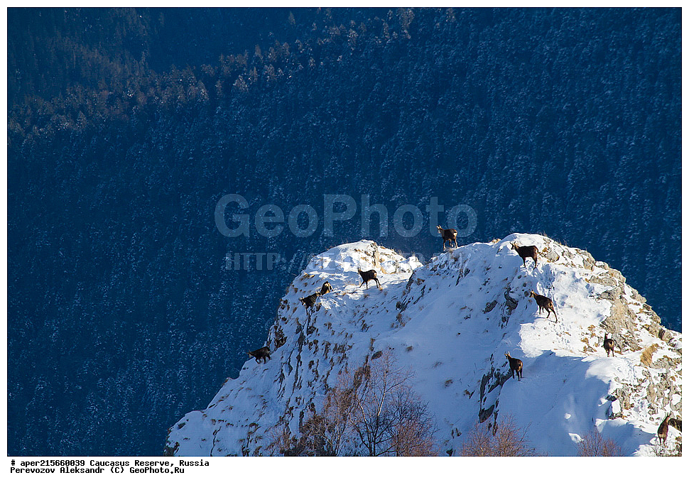 ������������� ����, ���������� ������, ���������-���������� ����������, ������, ���, ������, �������� ������, ���������� ��������������� ����������, ���������� ��������������� ��������� ���������� ���������� ����� �. �. �����������, ��������� ������, ��������, ��������, �������������, �������������, �����, �����, XYZ, ���������, Bovidae, ���������� �����, Rupicapra rupicapra caucasica, �����, ׸���� ����, ������ �����, Rupicapra rupicapra, ������, ����, ������