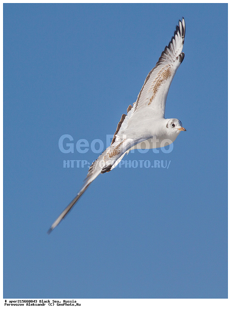 ������, ������������� ����, �����, ������, ��������, ��������, �����, �����, ��������, �����������, ������� �����, ������� �����, XYZ, ������������� �������, ��������, Laridae, ������ �����, ������� �����, ������������ �����, ������ �����, Larus ridibundus, Chroicocephalus ridibundus, ������ �����