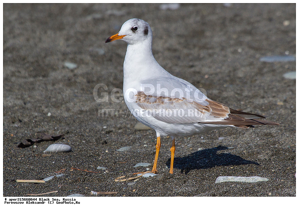 ������, ������������� ����, �����, ������, ��������, ��������, �����, �����, ��������, �����������, ������� �����, ������� �����, XYZ, ������������� �������, ��������, Laridae, ������ �����, ������� �����, ������������ �����, ������ �����, Larus ridibundus, Chroicocephalus ridibundus, ������ �����