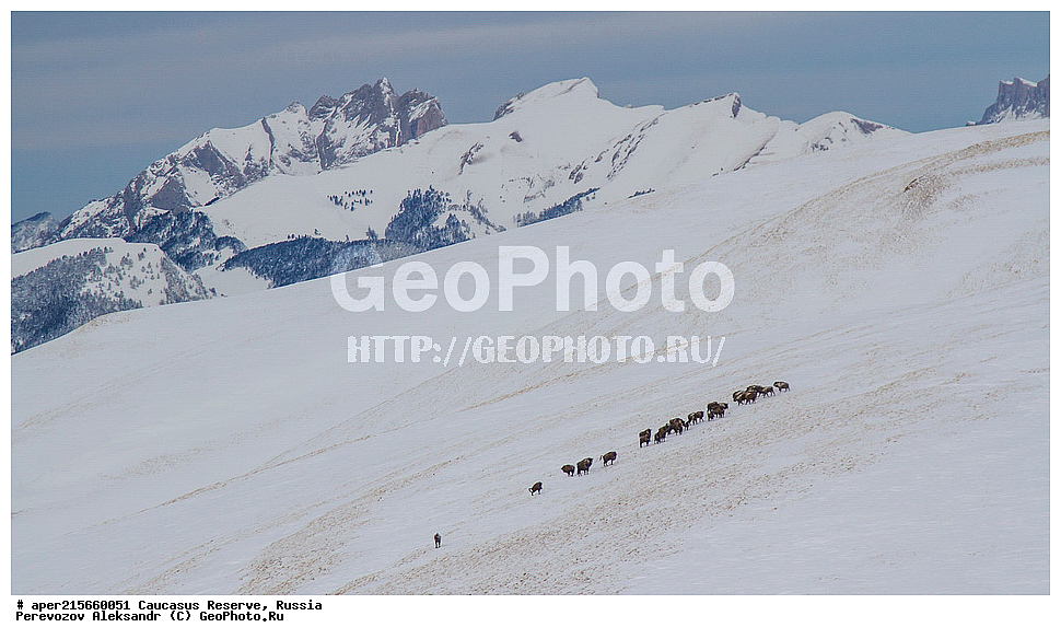  ������������� ����, ���������� ������, ���������-���������� ����������, ������, ���, ������, �������� ������, ���������� ��������������� ����������, ���������� ��������������� ��������� ���������� ���������� ����� �. �. �����������, ����� ���, ��������, ��������, �������������, �������������, �����, �����, XYZ, ���������, Bovidae, ����, ����������� ����, Bison bonasus, ����, ���� � ���������, ������