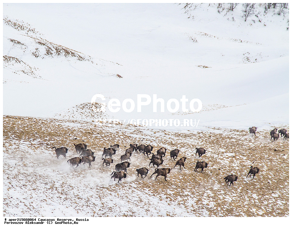 ������������� ����, ���������� ������, ���������-���������� ����������, ������, ���, ������, �������� ������, ���������� ��������������� ����������, ���������� ��������������� ��������� ���������� ���������� ����� �. �. �����������, ���������� ������, ��������, ��������, �������������, �������������, �����, �����, XYZ, ���������, Bovidae, ����, ����������� ����, Bison bonasus, ����, ���� � ���������, ������