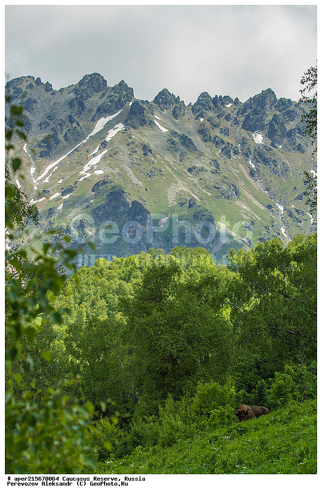  ������������� ����, ���������� ������, ���������-���������� ����������, ������, ���, ������, �������� ������, ������, ���������� ��������������� ����������, ���������� ��������������� ��������� ���������� ���������� ����� �. �. �����������, ���� �����, �������� ������, ���, ����, ��������, ��������, �������������, �������������, �����, �����, XYZ, ���������, Bovidae, ����, ����������� ����, Bison bonasus