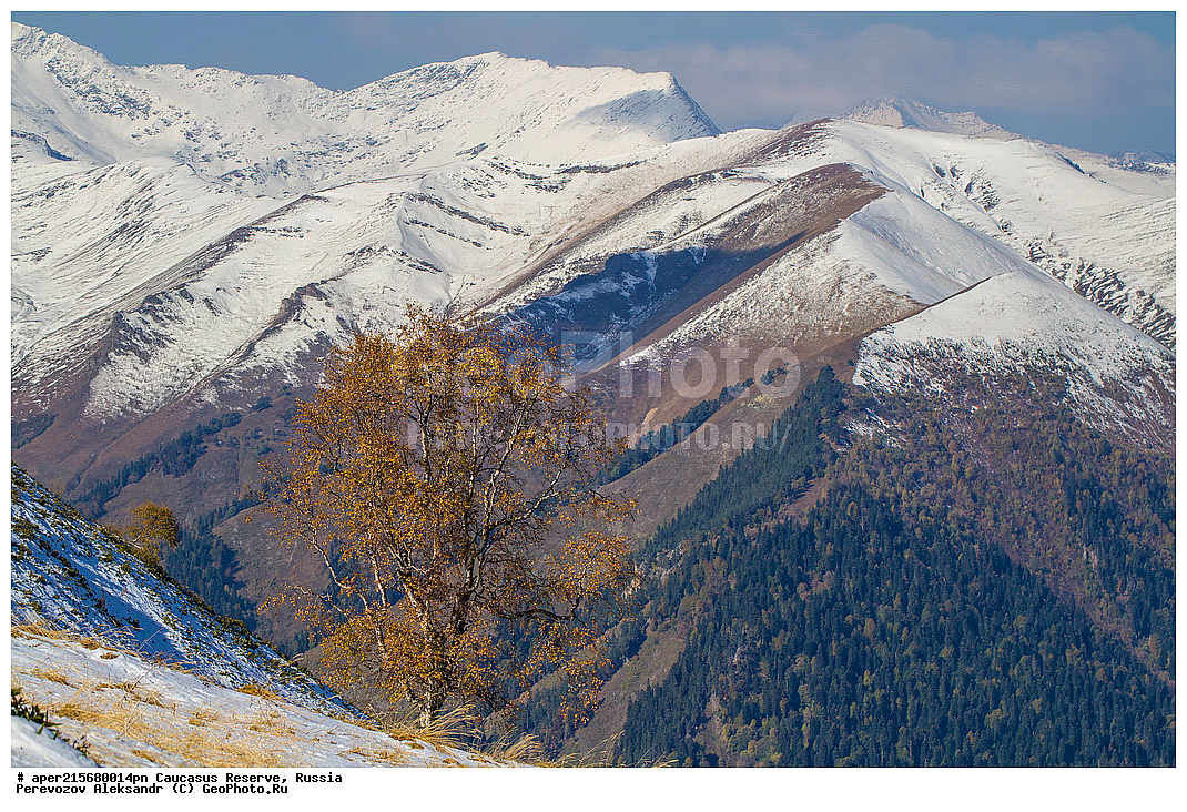 ������������� ����, ���������� ������, ���������-���������� ����������, ������, ���, ������, �������� ������, ���������� ��������������� ����������, ���������� ��������������� ��������� ���������� ���������� ����� �. �. �����������, ������ ��������, �����, ��������, ���������� ��������, ������������ ��������, ��������, Betulaceae, ����� ���������, ������ ���������, Betula litwinowii, �����, Betula litwinowii, ������ ���������, ��������� ����������, �����, ������, ������, ���������� ����������