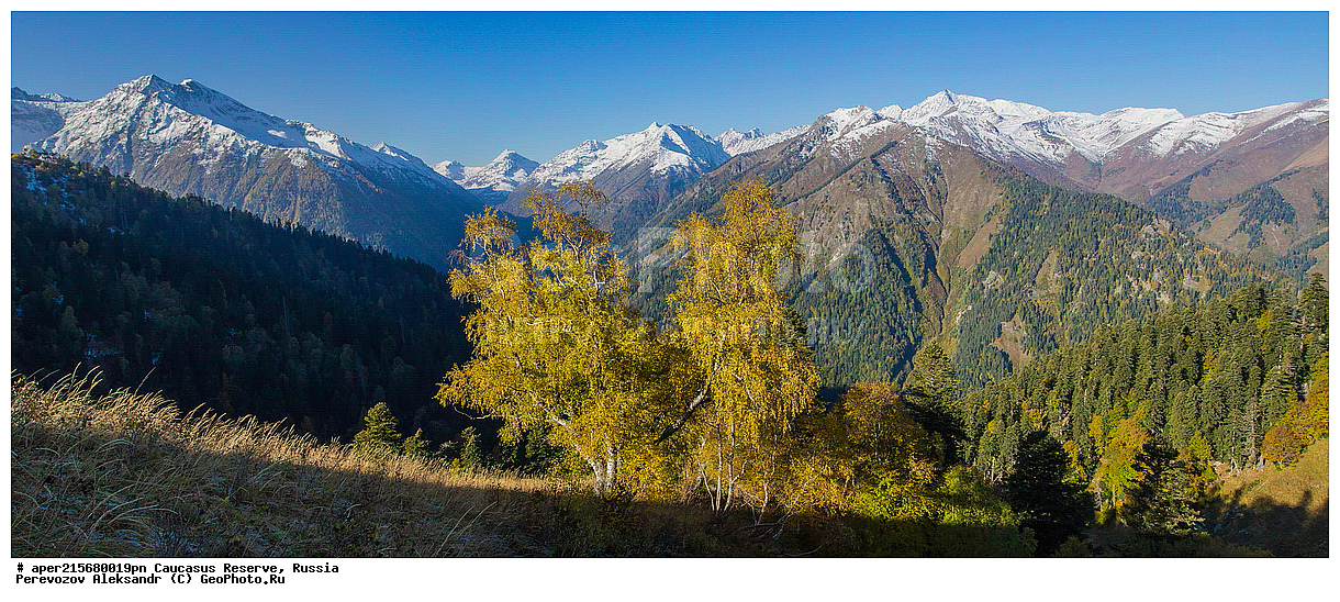 ������������� ����, ���������� ������, ���������-���������� ����������, ������, ���, ������, �������� ������, ���������� ��������������� ����������, ���������� ��������������� ��������� ���������� ���������� ����� �. �. �����������, ���������, �����, �����, ������, Betula litwinowii, ������ ���������, ��������� ����������, ���������, ����������, ��������, , Betula litwinowii, ������, ��������� ����������, ������ ���������, ����������, ���������� ���, ���������� ����, 