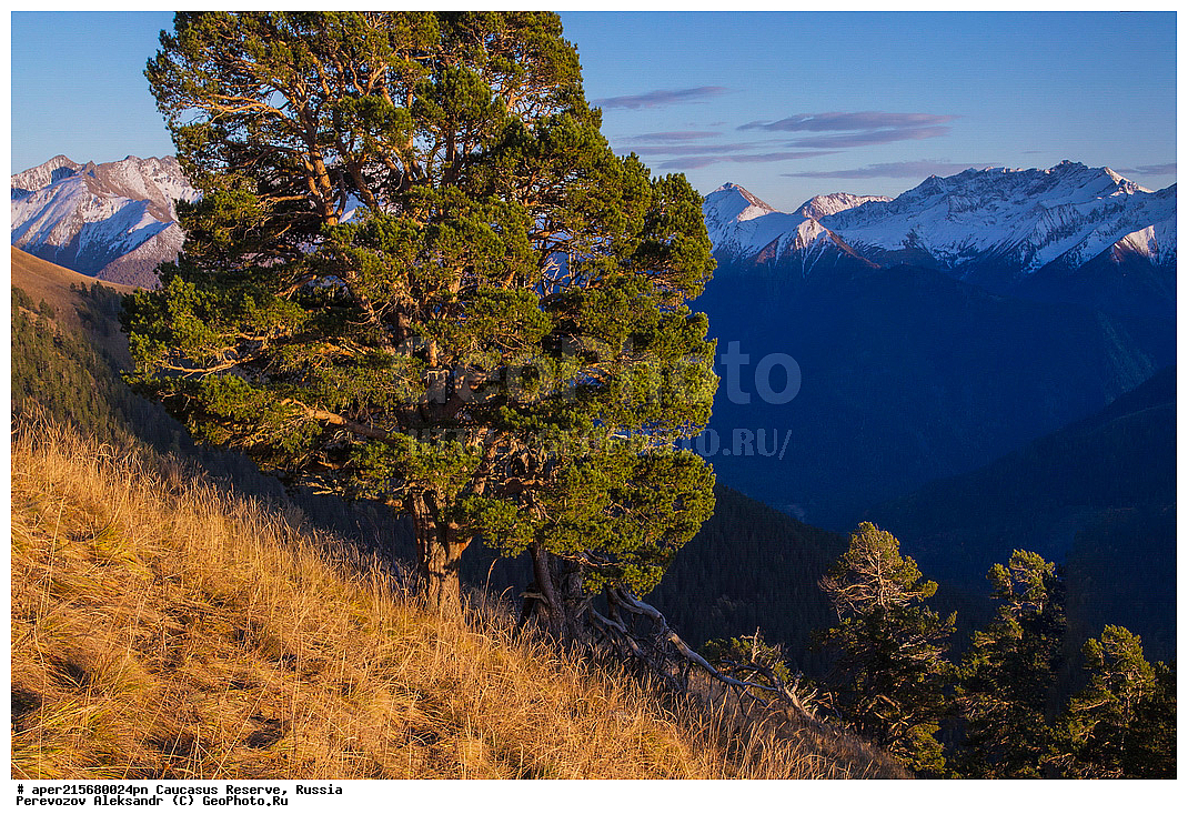  ������������� ����, ���������� ������, ���������-���������� ����������, ������, ���, ������, �������� ������, ���������� ��������������� ����������, ���������� ��������������� ��������� ���������� ���������� ����� �. �. �����������, �����, �����, ������ ��������, �����, ��������, ���������� ��������, ������������ ��������, ��������, Pinaceae, ����� ����, ����� ���������, ����� �����������, ����� ������������, ����� �����������, Pinus kochiana, Pinus armena, Pinus hamata, Pinus sosnowskyi, Pinus sylvestris ssp. hamata, Pinus sylvestris ssp. kochiana, �����, ������, ������, ���������� ����������