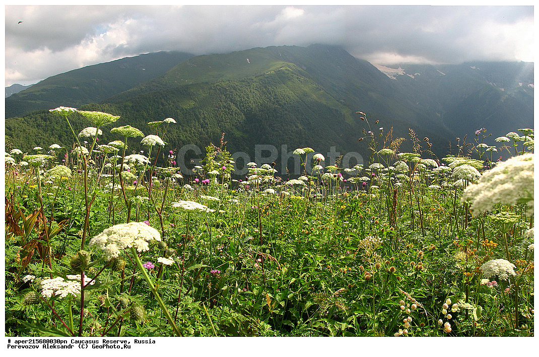  ������������� ����, ���������� ������, ���������-���������� ����������, ������, ���, ������, �������� ������, ���������� ��������������� ����������, ���������� ��������������� ��������� ���������� ���������� ����� �. �. �����������, ����, ������������� ���, ������������� ����, ������, �������� �����