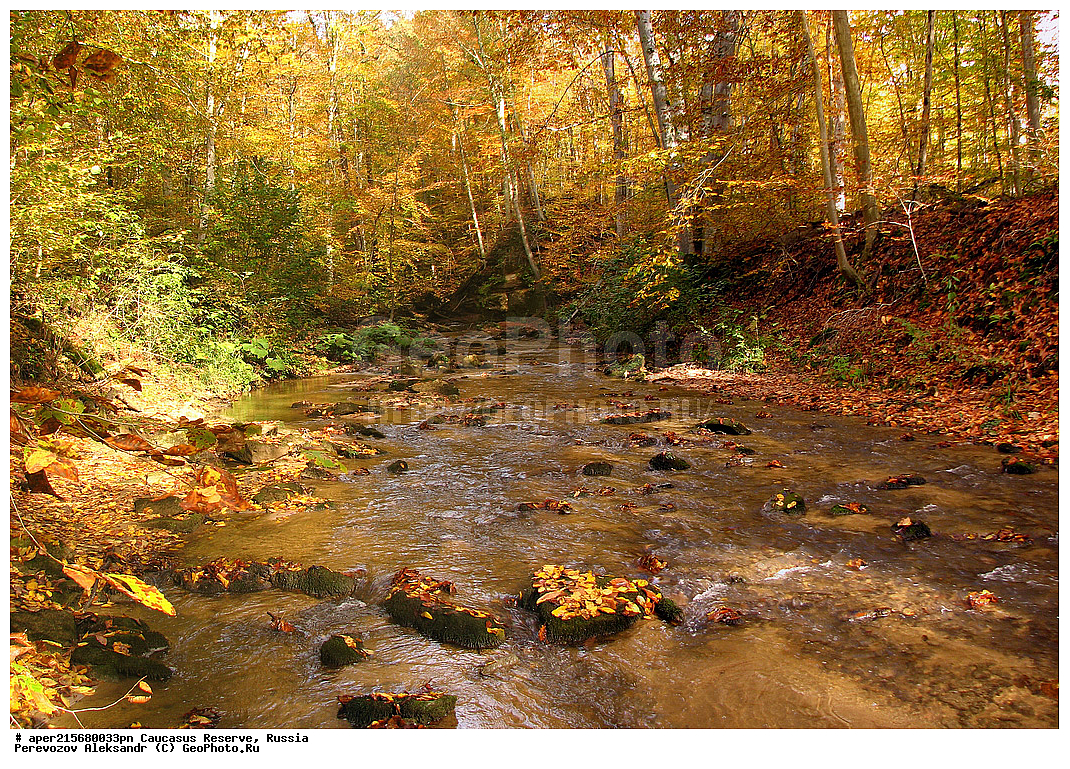 ������������� ����, ���������� ������, ���������-���������� ����������, ������, ���, ������, �������� ������, ���������� ��������������� ����������, ���������� ��������������� ��������� ���������� ���������� ����� �. �. �����������, �����, �������, ������,, ��� ���������, Fagus orientalis, ���, ������, Fagus, Fagus, Fagus orientalis, ��� ���������, �������, �������� ������, ���, ������, ���������� ��������������� ����������, ���������� ��������������� ��������� ���������� ���������� ����� �. �. �����������, ���������-���������� ����������, ���������� ������, ������, ���, ������, ������, ����, ������������� ����