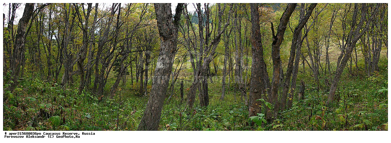 ������������� ����, ���������� ������, ���������-���������� ����������, ������, ���, ������, �������� ������, ���������� ��������������� ����������, ���������� ��������������� ��������� ���������� ���������� ����� �. �. �����������, �����, ����������, ������,, ���� ������������, ����, Acer trautvetteri, ���� ������������, ������������ ����, �����������, ������������, 