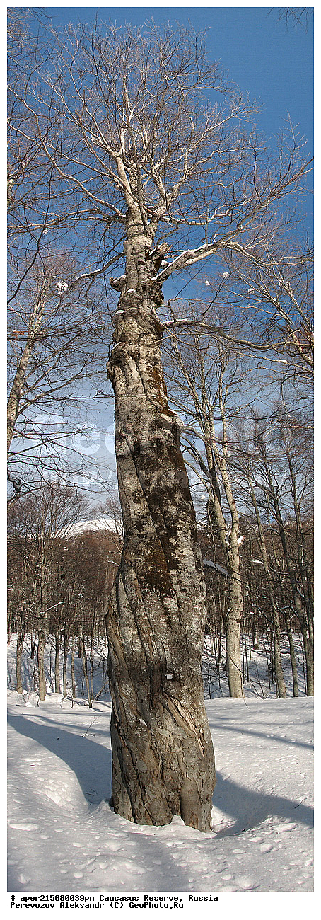 ������������� ����, ���������� ������, ���������-���������� ����������, ������, ���, ������, �������� ������, ���������� ��������������� ����������, ���������� ��������������� ��������� ���������� ���������� ����� �. �. �����������, ����, �������, ������,, ��� ���������, Fagus orientalis, ���, ������, Fagus, Fagus, Fagus orientalis, ��� ���������, �������, �������� ������, ���, ������, ���������� ��������������� ����������, ���������� ��������������� ��������� ���������� ���������� ����� �. �. �����������, ���������-���������� ����������, ���������� ������, ������, ���, ������, ������, ����, ������������� ����