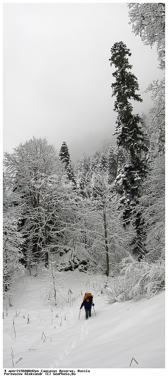 ������������� ����, ���������� ������, ���������-���������� ����������, ������, ���, ������, �������� ������, ���������� ��������������� ����������, ���������� ��������������� ��������� ���������� ���������� ����� �. �. �����������, ������ ��������, �����, ��������, ���������� ��������, ������������ ��������, ��������, Pinaceae, ����� ���������, ����� ����������, Abies nordmanniana, ����� ��������, ����� ����������, ����� ���������, Abies nordmanniana, ����� ����������, Caucasian fir, Abies nordmanniana, ����� ���������, �����, ����������, 