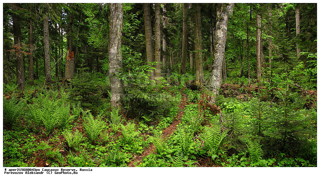 ������������� ����, ���������� ������, ���������-���������� ����������, ������, ���, ������, �������� ������, ���������� ��������������� ����������, ���������� ��������������� ��������� ���������� ���������� ����� �. �. �����������, ���������� � ��������������, �����, �����, ���, ����, ����, ����� ����������, ����� ���������, Abies nordmanniana, ����� ����������, Caucasian fir, Abies nordmanniana, ����� ���������, �����, ����������, 