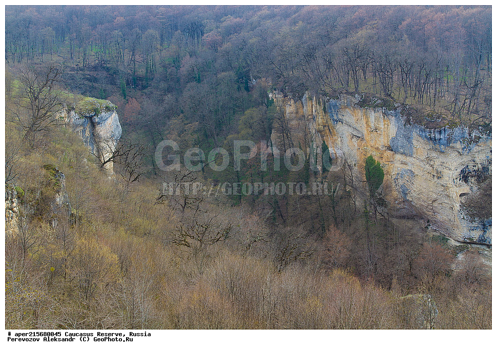 ������������� ����, ���������� ������, ���������-���������� ����������, ������, ���, ������, �������� ������, ���������� ��������������� ����������, ���������� ��������������� ��������� ���������� ���������� ����� �. �. �����������, �����, �������, ������,, ��� ���������, Fagus orientalis, ���, ������, Fagus, Fagus, Fagus orientalis, ��� ���������, �������, �������� ������, ���, ������, ���������� ��������������� ����������, ���������� ��������������� ��������� ���������� ���������� ����� �. �. �����������, ���������-���������� ����������, ���������� ������, ������, ���, ������, ������, ����, ������������� ����