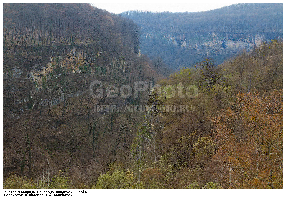 ������������� ����, ���������� ������, ���������-���������� ����������, ������, ���, ������, �������� ������, ���������� ��������������� ����������, ���������� ��������������� ��������� ���������� ���������� ����� �. �. �����������, �����, �������, ������,, ��� ���������, Fagus orientalis, ���, ������, Fagus, Fagus, Fagus orientalis, ��� ���������, �������, �������� ������, ���, ������, ���������� ��������������� ����������, ���������� ��������������� ��������� ���������� ���������� ����� �. �. �����������, ���������-���������� ����������, ���������� ������, ������, ���, ������, ������, ����, ������������� ����