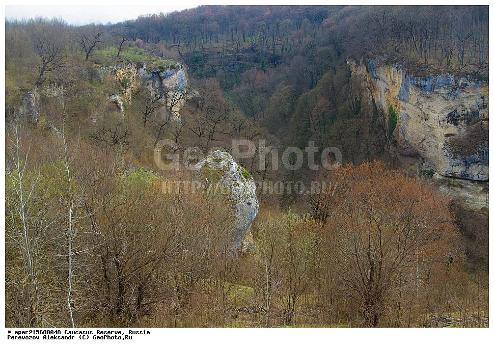 ������������� ����, ���������� ������, ���������-���������� ����������, ������, ���, ������, �������� ������, ���������� ��������������� ����������, ���������� ��������������� ��������� ���������� ���������� ����� �. �. �����������, �����, �������, ������,, ��� ���������, Fagus orientalis, ���, ������, Fagus, Fagus, Fagus orientalis, ��� ���������, �������, �������� ������, ���, ������, ���������� ��������������� ����������, ���������� ��������������� ��������� ���������� ���������� ����� �. �. �����������, ���������-���������� ����������, ���������� ������, ������, ���, ������, ������, ����, ������������� ����