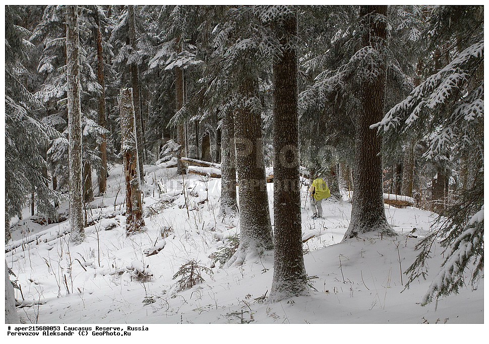 ������������� ����, ���������� ������, ���������-���������� ����������, ������, ���, ������, �������� ������, ���������� ��������������� ����������, ���������� ��������������� ��������� ���������� ���������� ����� �. �. �����������, ���������� � ��������������, �����, �����, ���, ����, ����, ������ ������, ������, ����� ����������, ����� ���������, Abies nordmanniana, ����� ����������, Caucasian fir, Abies nordmanniana, ����� ���������, �����, ����������, 