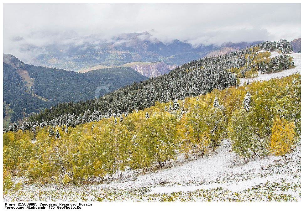 ������������� ����, ���������� ������, ���������-���������� ����������, ������, ���, ������, �������� ������, ���������� ��������������� ����������, ���������� ��������������� ��������� ���������� ���������� ����� �. �. �����������, �����, ��������� ���, Betula litwinowii, ������ ���������, ��������� ����������