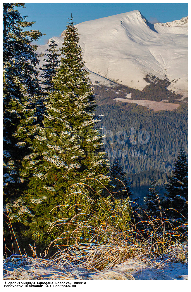 ������������� ����, ���������� ������, ���������-���������� ����������, ������, ���, ������, �������� ������, ���������� ��������������� ����������, ���������� ��������������� ��������� ���������� ���������� ����� �. �. �����������, ������ ��������, �����, ��������, ���������� ��������, ������������ ��������, ��������, Pinaceae, ����� ���������, ����� ����������, Abies nordmanniana, ����� ��������, ����� ����������, ����� ���������, Abies nordmanniana, ����� ����������, Caucasian fir, Abies nordmanniana, ����� ���������, �����, ����������, 