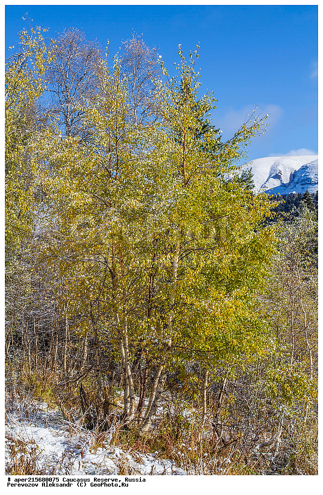 ������������� ����, ���������� ������, ���������-���������� ����������, ������, ���, ������, �������� ������, ���������� ��������������� ����������, ���������� ��������������� ��������� ���������� ���������� ����� �. �. �����������, ���������, �����, �����, ������, Betula litwinowii, ������ ���������, ��������� ����������, ���������, ����������, ��������, , Betula litwinowii, ������, ��������� ����������, ������ ���������, ����������, ���������� ���, ���������� ����, 