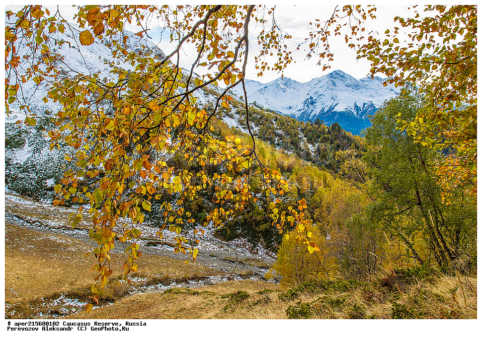 ������������� ����, ���������� ������, ���������-���������� ����������, ������, ���, ������, �������� ������, ���������� ��������������� ����������, ���������� ��������������� ��������� ���������� ���������� ����� �. �. �����������, ���������, �����, �����, ������, ���������, ����������, ��������, , Betula litwinowii, ������, ��������� ����������, ������ ���������, ����������, ���������� ���, ���������� ����, 