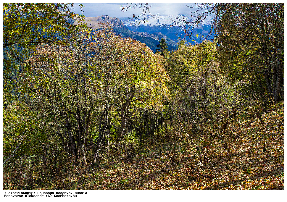 ������������� ����, ���������� ������, ���������-���������� ����������, ������, ���, ������, �������� ������, ���������� ��������������� ����������, ���������� ��������������� ��������� ���������� ���������� ����� �. �. �����������, �����, ����������, ������,, ���� ������������, ����, Acer trautvetteri, ���� ������������, ������������ ����, �����������, ������������, 