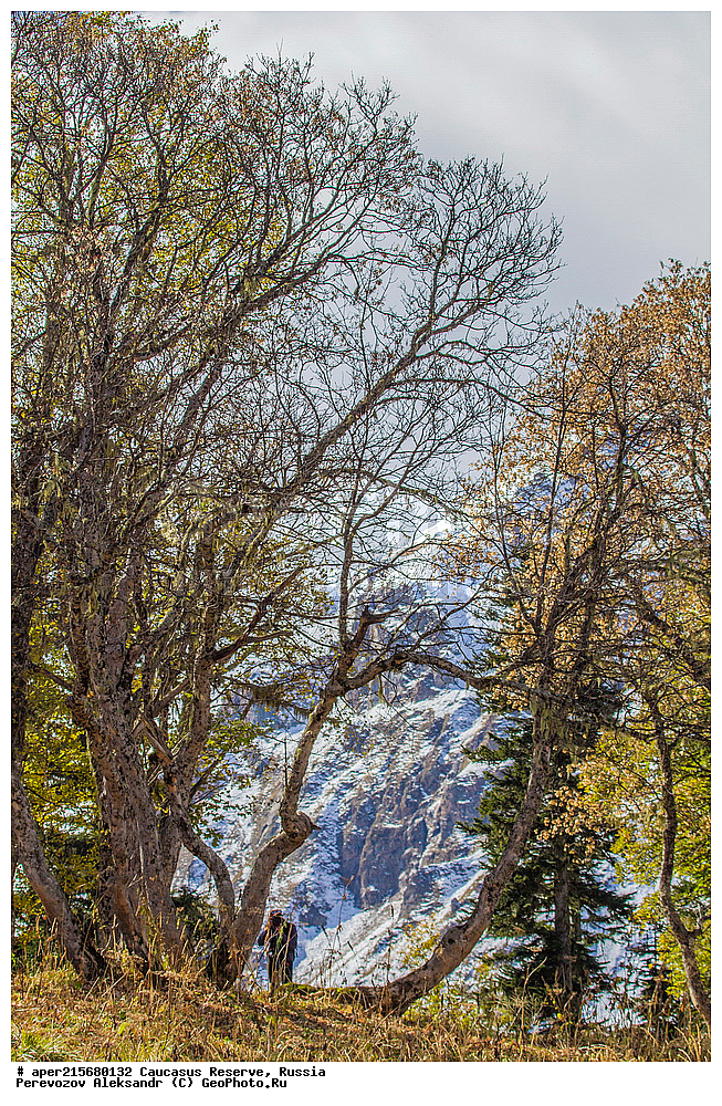 ������������� ����, ���������� ������, ���������-���������� ����������, ������, ���, ������, �������� ������, ���������� ��������������� ����������, ���������� ��������������� ��������� ���������� ���������� ����� �. �. �����������, �����, ����������, ������,, ���� ������������, ����, Acer trautvetteri, ���� ������������, ������������ ����, �����������, ������������, 