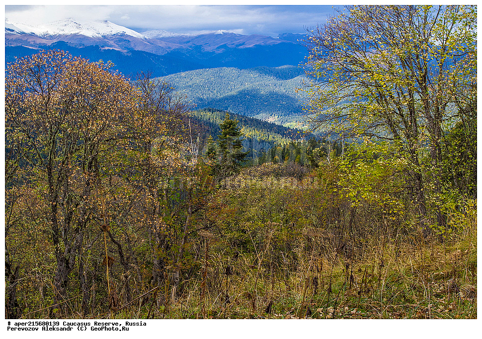 ������������� ����, ���������� ������, ���������-���������� ����������, ������, ���, ������, �������� ������, ���������� ��������������� ����������, ���������� ��������������� ��������� ���������� ���������� ����� �. �. �����������, �����, ����������, ������,, ���� ������������, ����, Acer trautvetteri, ���� ������������, ������������ ����, �����������, ������������, 