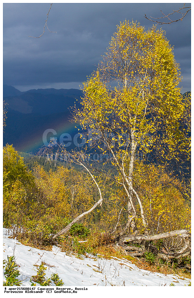 ������������� ����, ���������� ������, ���������-���������� ����������, ������, ���, ������, �������� ������, ���������� ��������������� ����������, ���������� ��������������� ��������� ���������� ���������� ����� �. �. �����������, ���������, �����, �����, ������, ���������, ����������, ��������, , Betula litwinowii, ������, ��������� ����������, ������ ���������, ����������, ���������� ���, ���������� ����, 