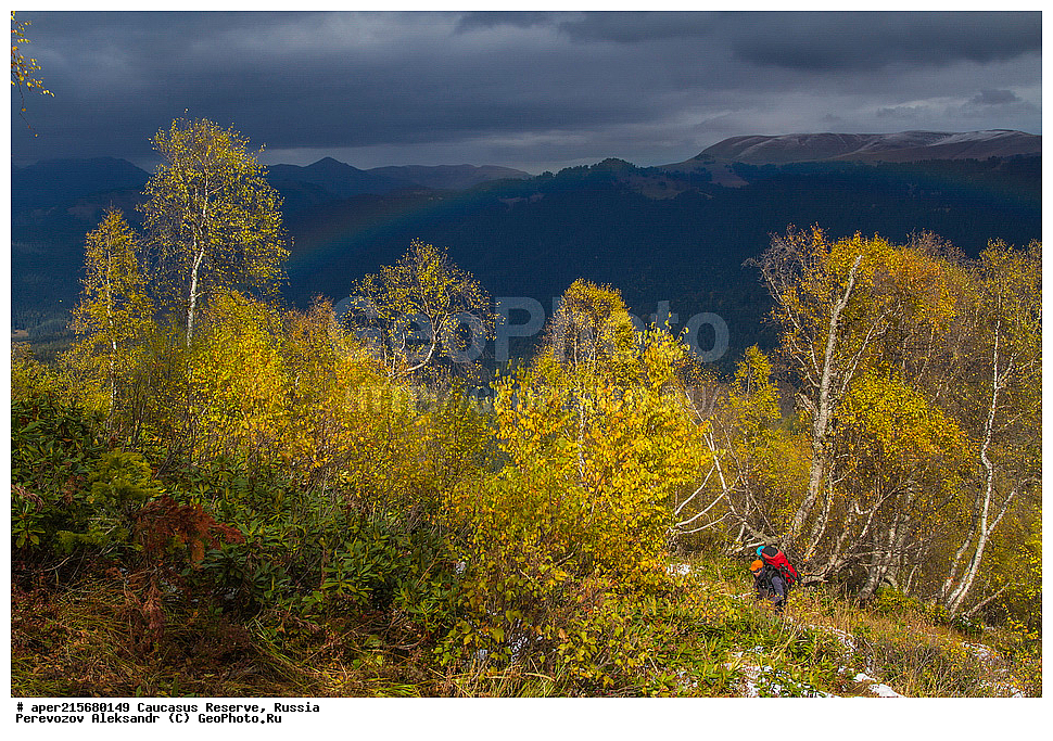 ������������� ����, ���������� ������, ���������-���������� ����������, ������, ���, ������, �������� ������, ���������� ��������������� ����������, ���������� ��������������� ��������� ���������� ���������� ����� �. �. �����������, ���������, �����, �����, ������, ���������, ����������, ��������, , Betula litwinowii, ������, ��������� ����������, ������ ���������, ����������, ���������� ���, ���������� ����, 